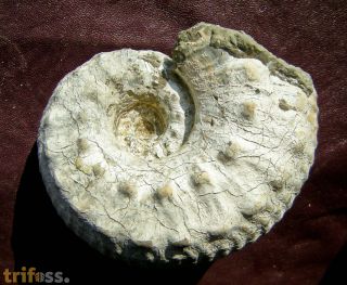 Liparoceras heptangulare (Young & Bird 1828)