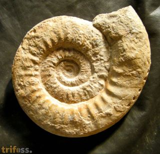 Lithacosphintces evolutus (Quenstedt, 1888)
