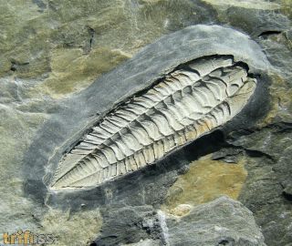 Salterocoryphe salteri (ROUAULT 1851)