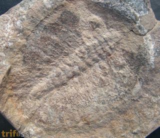 Duslia insignis Jahn, 1893