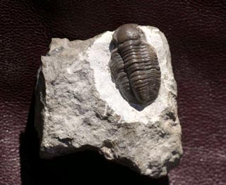 Proetus (Lacunoporaspis) confossus, Owens, 1973