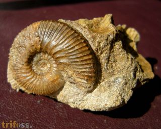 Kepplerites gowerianus  (SOWERBY)