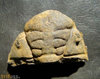 Dalmanitina socialis (BARRANDE, 1846)