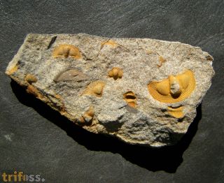Deanaspis goldfussi (BARRANDE, 1846)