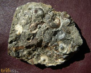 Rasenia (Semirasenia) askepta Ziegler, 1963