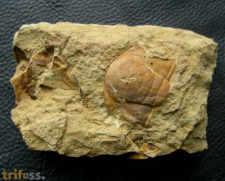 Paradoxides gracilis (BOECK, 1827)