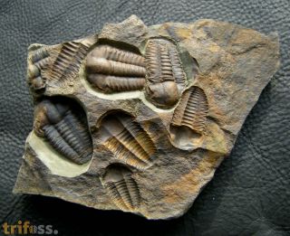 Ellipsocephalus hoffi (Schlotheim, 1823)