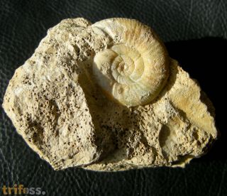 Choffatia isabellae BONNOT et al 2008