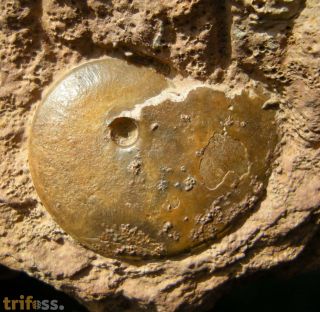 Oxycerites limosus (Buckman, 1925)