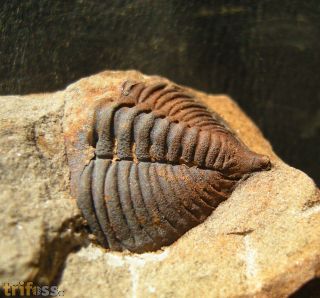 Dalmanitina socialis (BARRANDE, 1846)