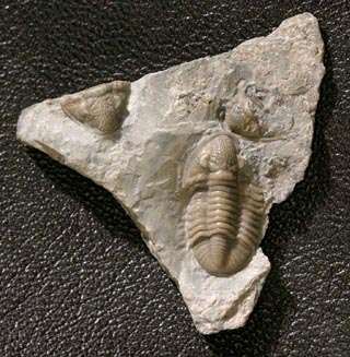 Breviphillipsia sampsoni (Vogdes, 1888)