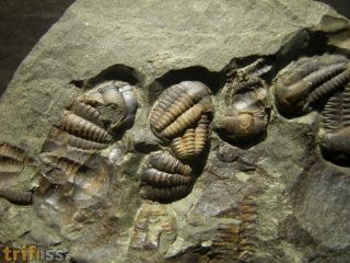 Ellipsocephalus hoffi (Schlotheim, 1823)