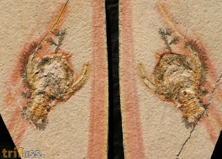 Cycleryon propinquus (Schlotheim, 1822)