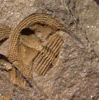Deanaspis goldfussi (BARRANDE, 1846)