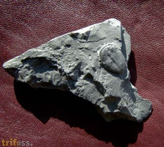 Elrathia kingi (Meek 1870)