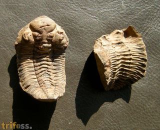 Eldredgeia venustus (WOLFART, 1968)