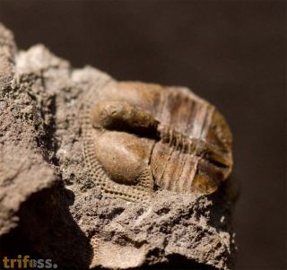 Telaeomarrolithus radiatus (MURCHISON, 1839)