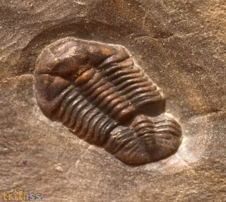 Ductina (ductina) ductifrons (R.& E.RICHTER 1923)