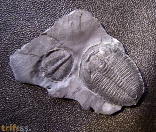 Elrathia kingi (Meek 1870)