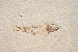 Leptolepides sprattiformis BLAINVILLE 1818