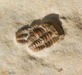 Trimerocephalus caecus (Grich, 1896)