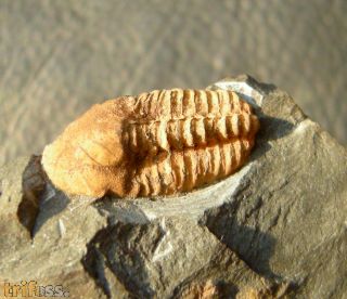 Agraulos ceticephalus (Barrande, 1846)