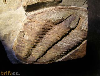 Conocoryphe heberti  (Munier-Chalmas and Bergeron, 1889)