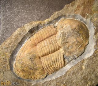 Ectillaenus hispanicus (Verneuil & Barrande 1856)