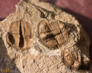 Telaeomarrolithus radiatus (MURCHISON, 1839)