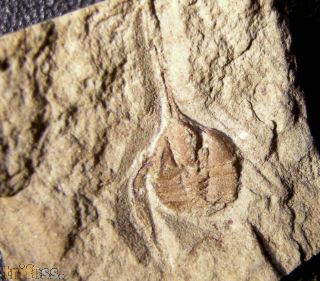 Raphiophorus parvulus (FORBES, 1848)
