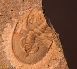 Olenellus chifensis PALMER, 1998