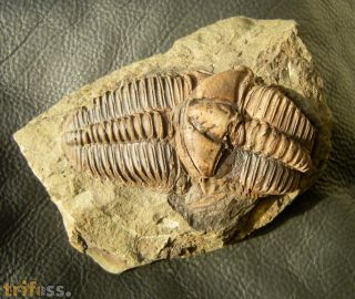 Conocoryphe sulzeri (Schlotheim 1823)