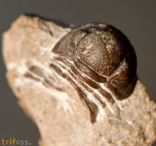 Gerastos granulosus (GOLDFUSS, 1843)