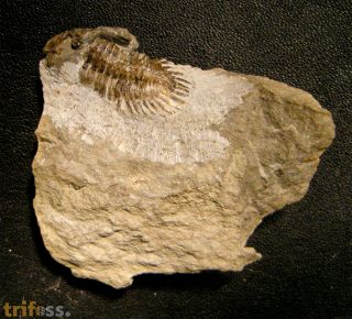 Neometacanthus stellifer (BURMEISTER, 1843)