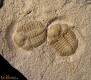 Ampyxina bellatula (Savage, 1917)