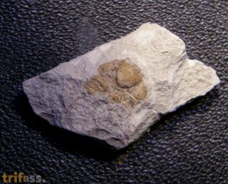 Ampyxina bellatula (Savage, 1917)
