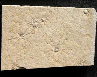 Saccocoma tenella GOLDFUSS