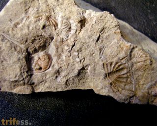 Bradocryphaeus supradevonicus (Frech, 1888)