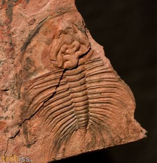 Olenellus fowleri Palmer, 1998