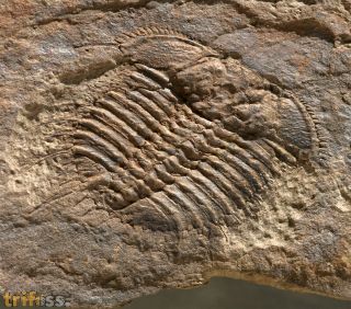 Odontopleura generalandersi Borowski 2008
