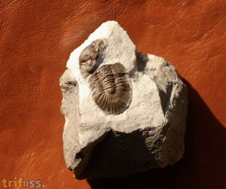 Calycoscutellum grafi BASSE, 2004