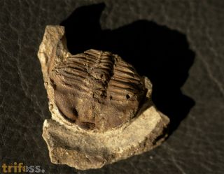 Ctenocephalus coronatus (Barrande, 1846)