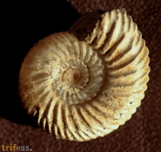 Parkinsonia parkinsoni (Sowerby 1821)