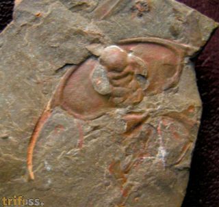 Bristolia bristolensis (Resser, 1928)