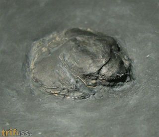 Chotecops sp.