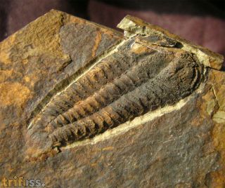 Solenopleuropsis rouayrouxi (Munier-Chalmas and Bergeron, 1889)