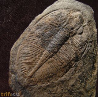 Ogygiocarella angustissima (Salter 1866)