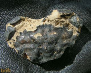 Zanthopsis leachi (Desmarest, 1822)