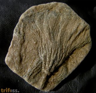 Pentacrinites fossilis Blumenbach, 1804