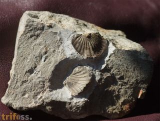 Calycoscutellum grafi BASSE, 2004